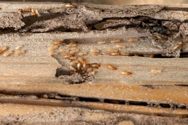 Best Commercial Pest Control Services  in Lafayette, IN